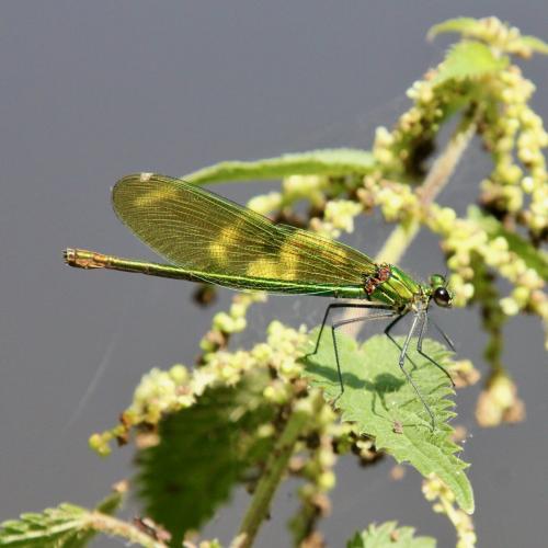 Calopteryx splendens
